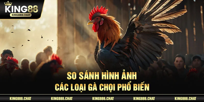 So sánh hình ảnh các loại gà chọi phổ biến 